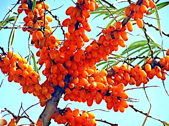 Sea Buckthorn "Seaberry" Tree Seeds Cold Hardy Fruit