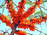Sea Buckthorn "Seaberry" Tree Seeds Cold Hardy Fruit